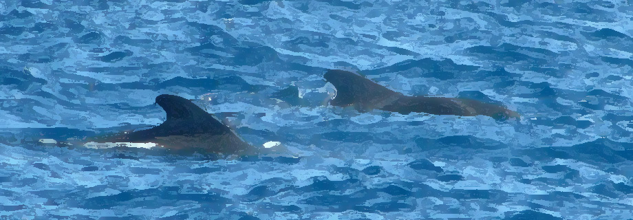 Wieloryby na Teneryfie