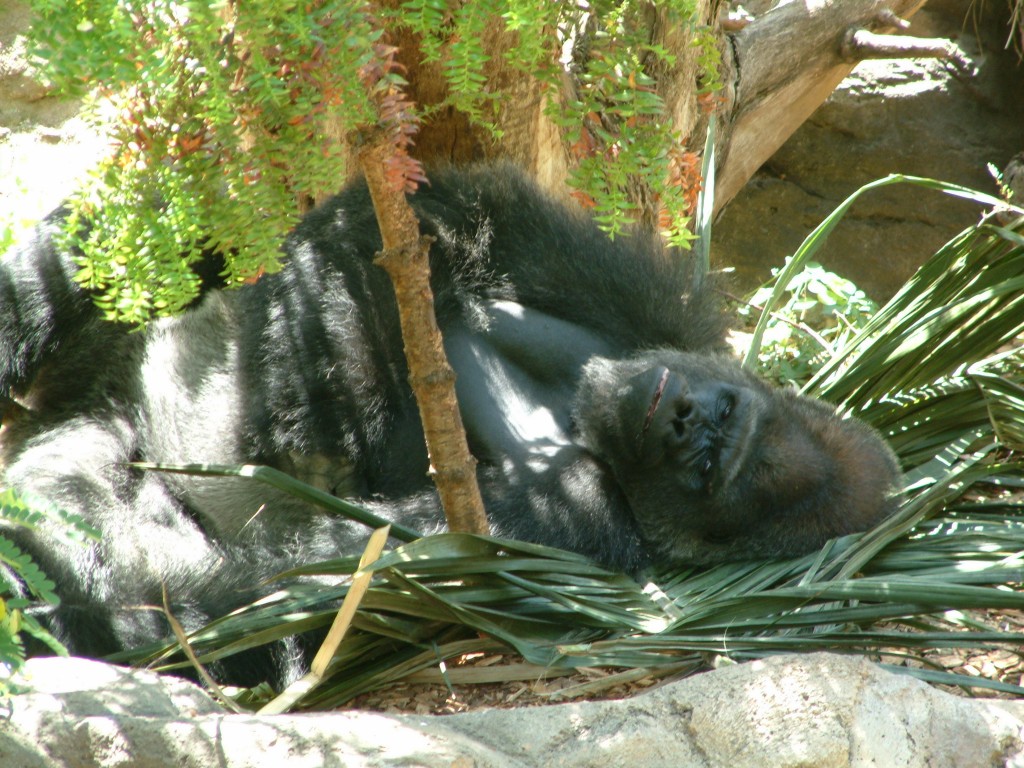 Goryle w Loro Parque na Teneryfie