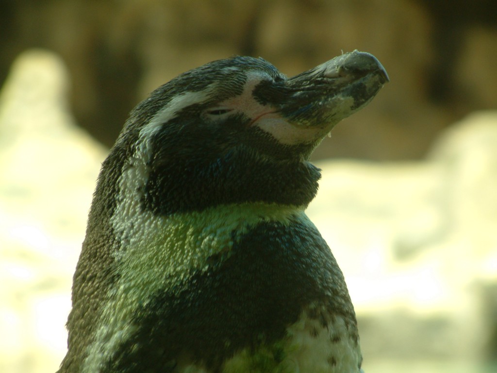 Pingwinarium w Loro Parque