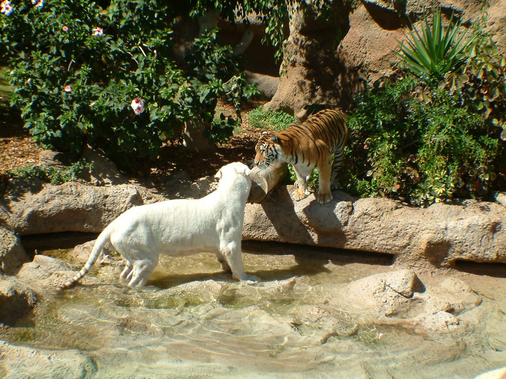 Tygrysy w Loro Parque