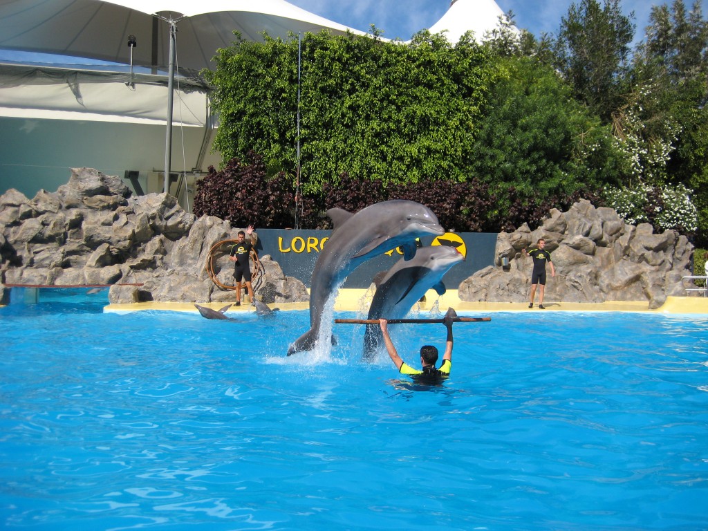 Delfiny w Loro Parque na Teneryfie