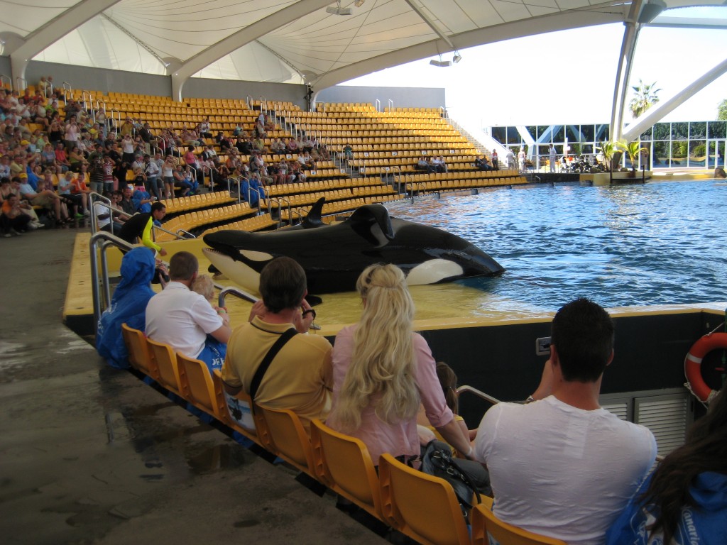 Orki w Loro Parque