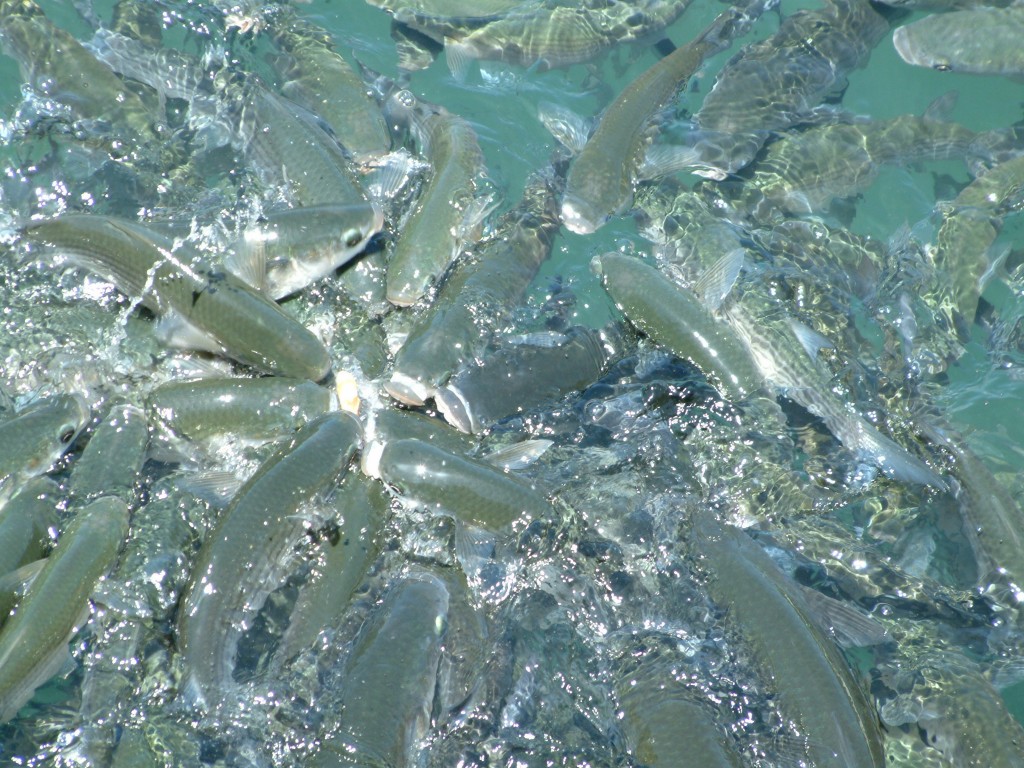 Ryby w porcie w Los Gigantes na Teneryfie
