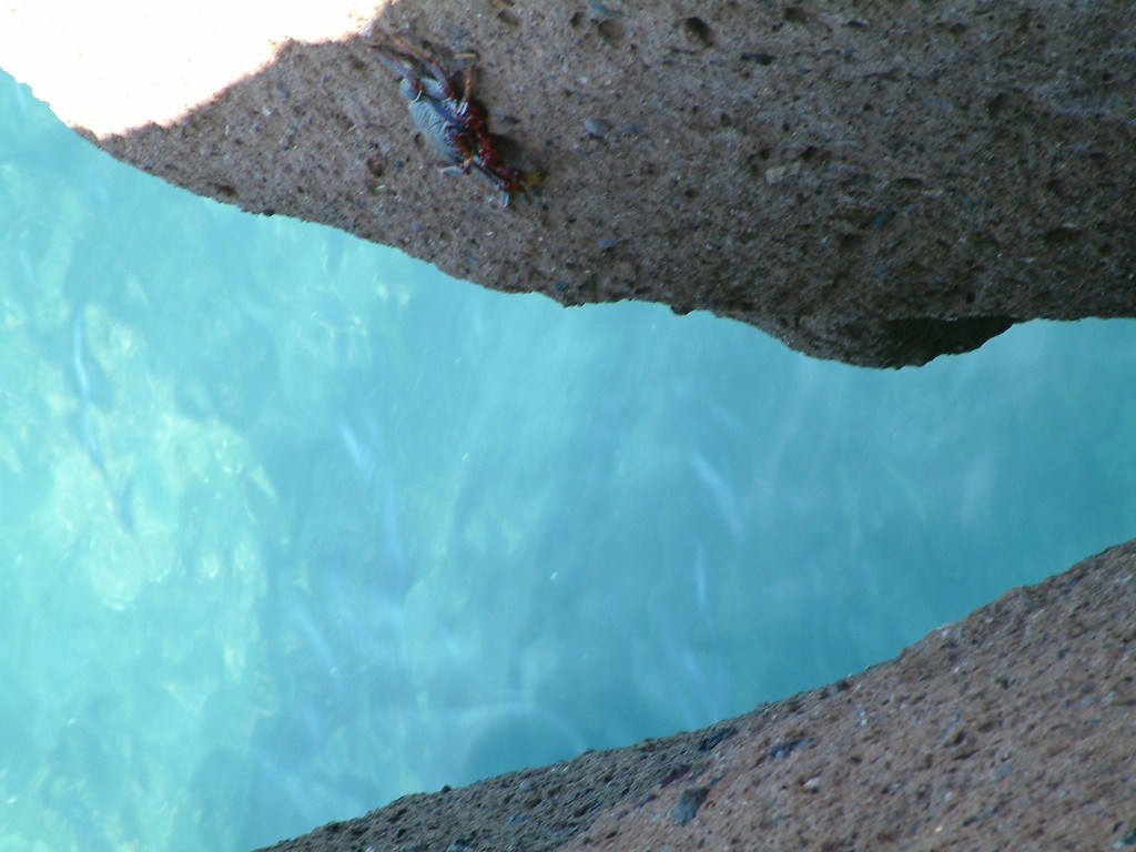 Krab na plaży del Duque na Teneryfie